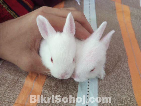 Rabbit